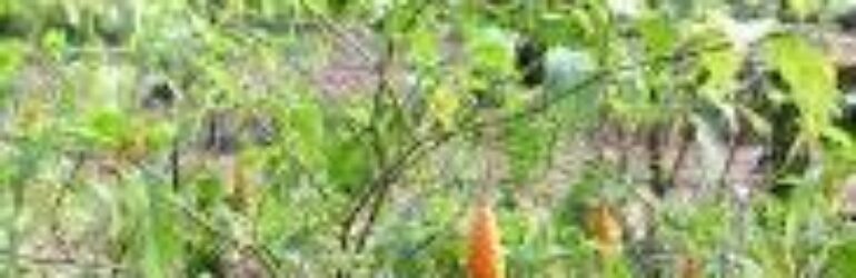 IBOGA ROOT BARKS IN FREE STATE.IBOGAINE FOR SALE IN CAPE TOWN.IBOGAINE HCL IN NORTHERN CAPE.IBOGAINE POWDER IN KIMBERLY. CALL: +27736310260